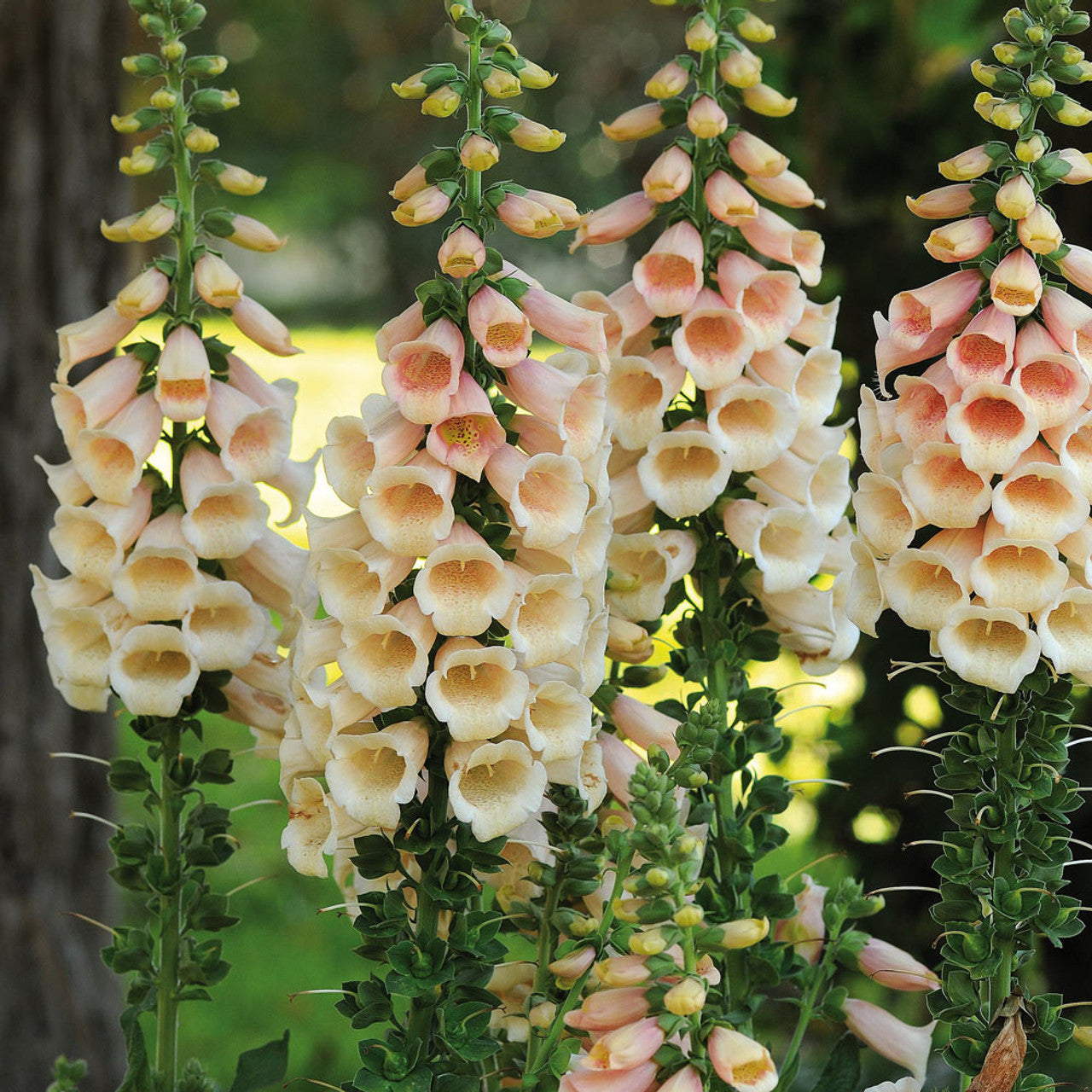 Foxglove Suttons Apricot