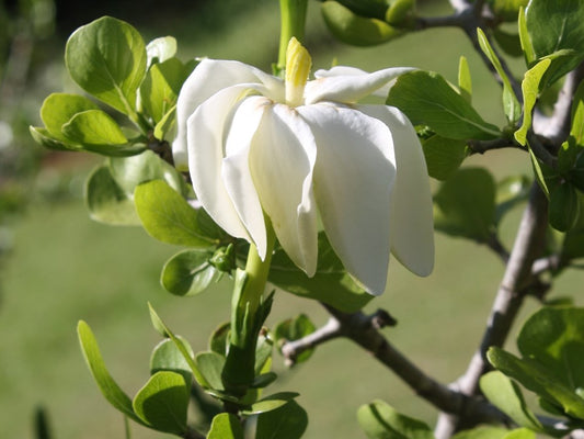 Gardenia Volkensii