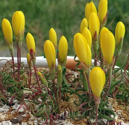 Geissorhiza Corrugata