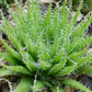 Haworthia arachnoidea