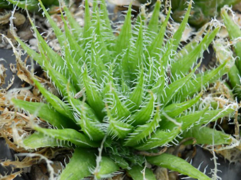 Haworthia arachnoidea