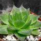 Haworthia decipiens