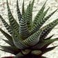 Haworthia fasciata