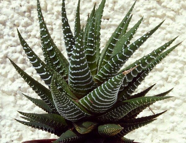 Haworthia fasciata