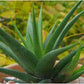 Haworthia glabrata