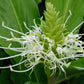 Hedychium thyrsiforme