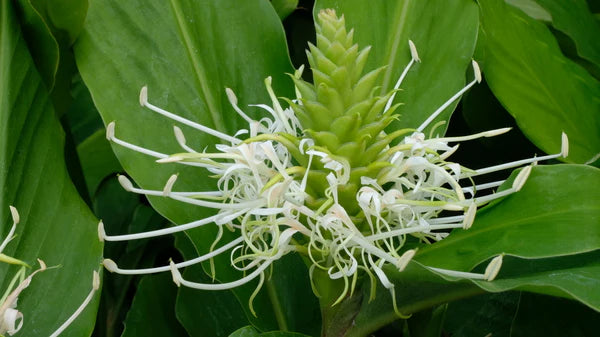 Hedychium thyrsiforme