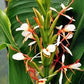 Hedychium spicatum