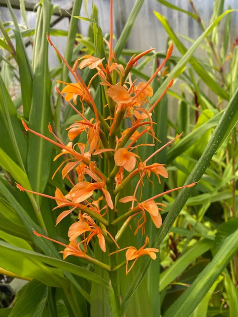 Hedychium coccineum