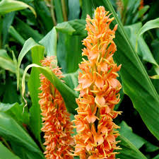 Hedychium densiflorum