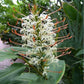 Hedychium gracile