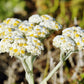 Helichrysum crispum