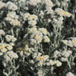 Helichrysum crispum