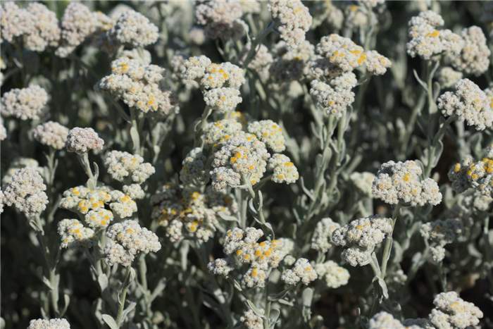 Helichrysum crispum