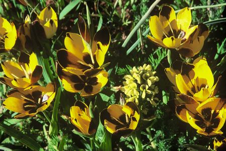 Hesperantha vaginata