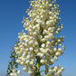 Hesperoyucca whipplei