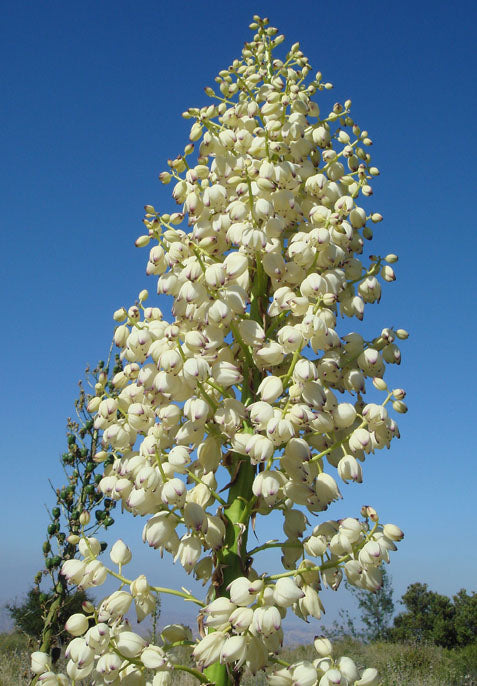 Hesperoyucca whipplei