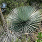 Hesperoyucca whipplei