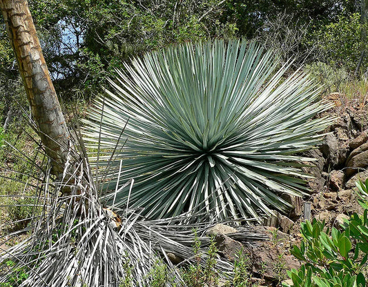 Hesperoyucca whipplei