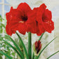 Hippeastrum Red Lion