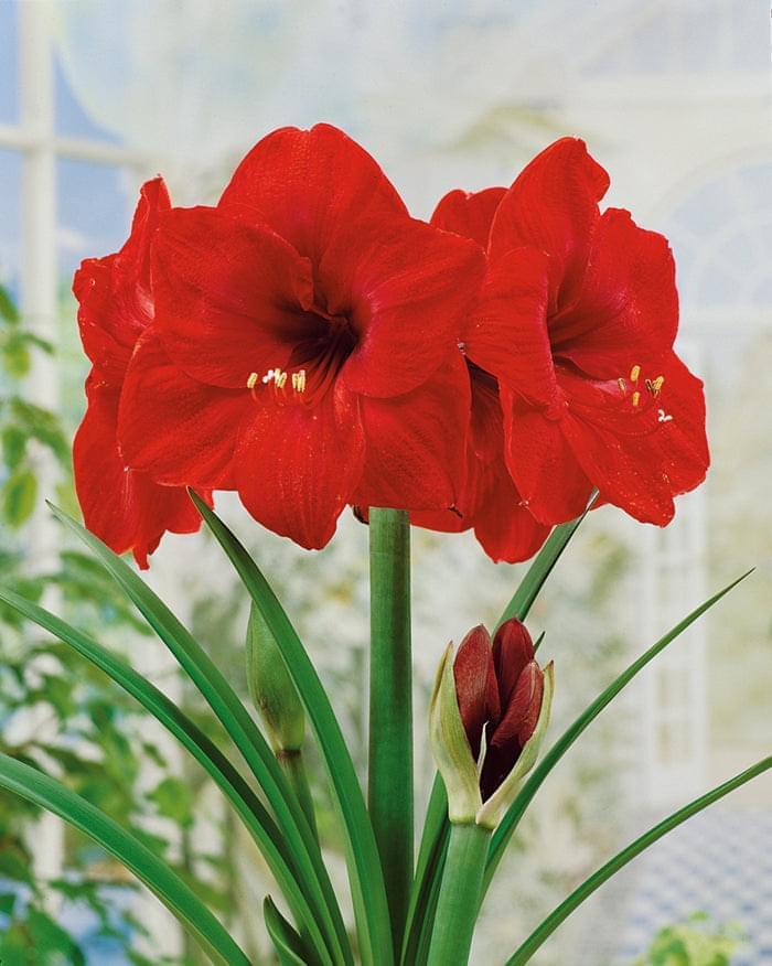 Hippeastrum Red Lion