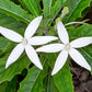 Hippobroma longiflora ( Star of Bethlehem )