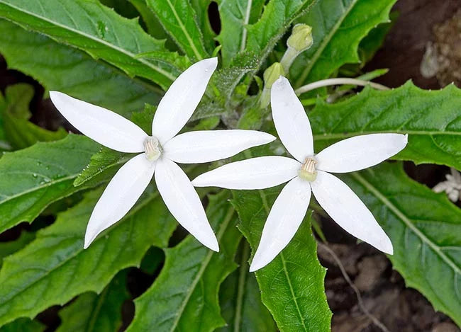 Hippobroma longiflora ( Star of Bethlehem )