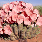 Hoodia gordonii