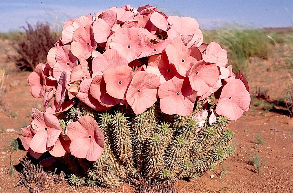 Hoodia gordonii