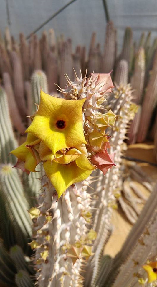 Hoodia parviflora