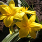 Hypoxis hermerocallidea ( African potato )