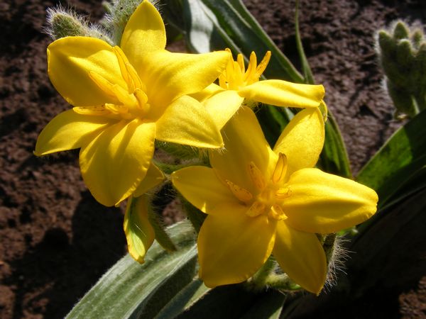 Hypoxis hermerocallidea ( African potato )