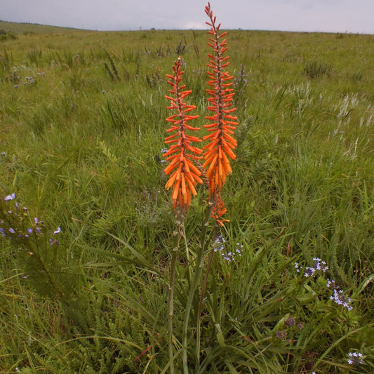Kniphofia laxiflora