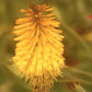 Kniphofia splendida