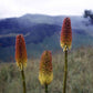 Kniphofia splendida