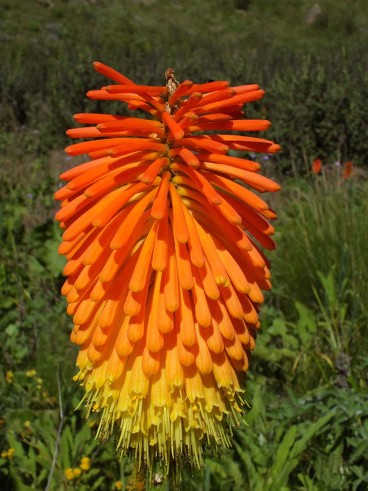 Kniphofia Linearifolia