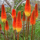 Kniphofia Linearifolia