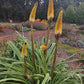 Kniphofia bruceae