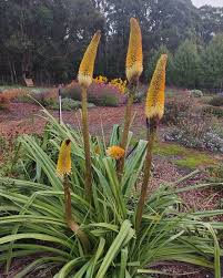 Kniphofia bruceae