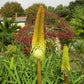 Kniphofia bruceae