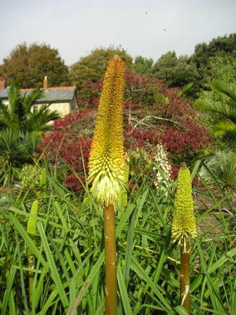 Kniphofia bruceae