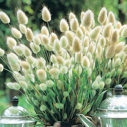 Lagurus Ovatus Bunny Tail