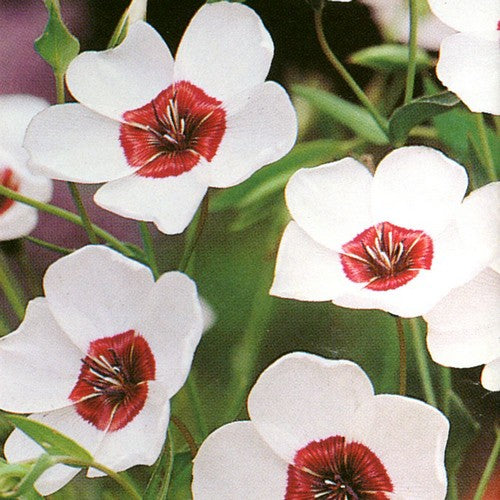 Linum Grandiflorum Bright Eyes