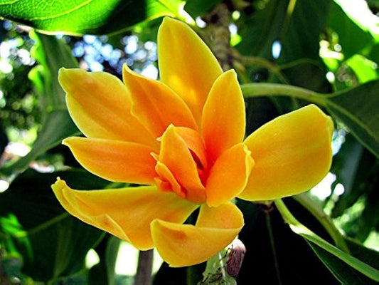 Magnolia Champaca - Joy Perfume Tree