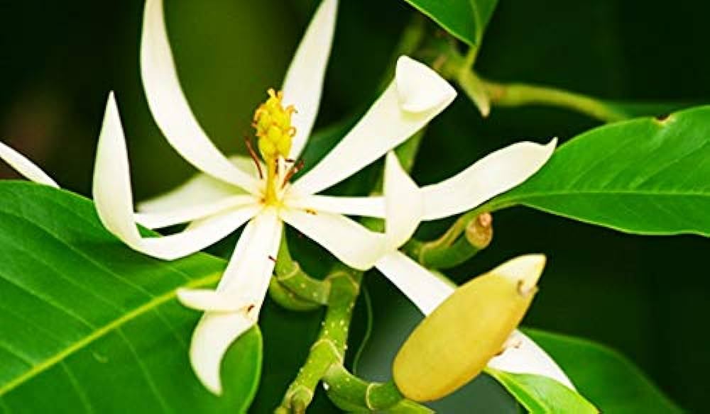 Magnolia x Alba - White Champaca