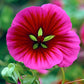 Malope Vulcan