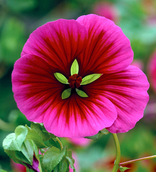 Malope Vulcan