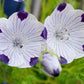 Nemophila Five Spot