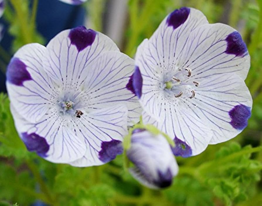 Nemophila Five Spot