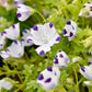 Nemophila Five Spot